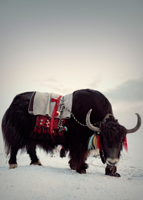 portrait-zakandfox_yak-and-fox_decohome.de_