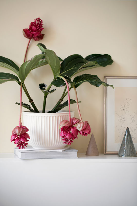 deco-home-3-18-avignon2-decohome.de_