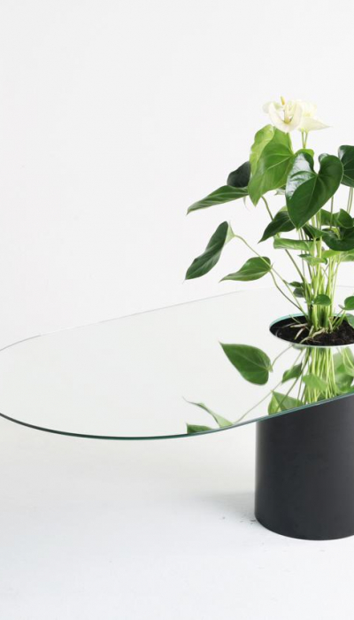 zimmerpflanzen-beriana-decohome.de-1