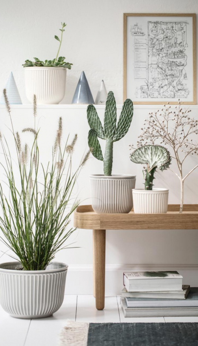 zimmerpflanzen_kaehler_hammershoi-decohome.de-1