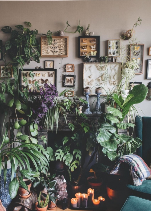 plant-tribe_zimmerpflanzen-urban-junge-bloggers_julesvillebrandt_decohome