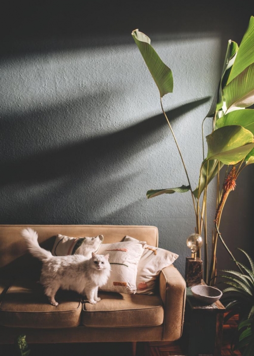 plant-tribe_zimmerpflanzen-urban-junge-bloggers_julesvillebrandt_decohome_derek