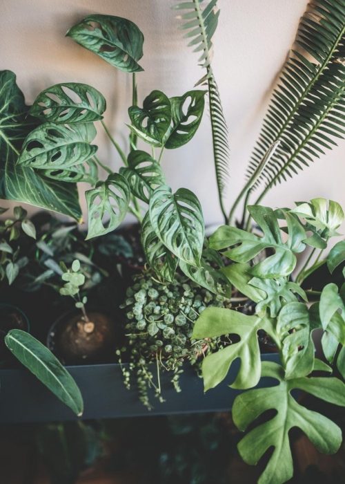 plant-tribe_zimmerpflanzen-urban-junge-bloggers_julesvillebrandt_decohome_monstera