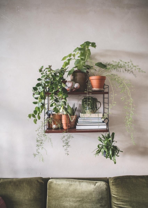 plant-tribe_zimmerpflanzen-urban-junge-bloggers_julesvillebrandt_decohome_wandregal_