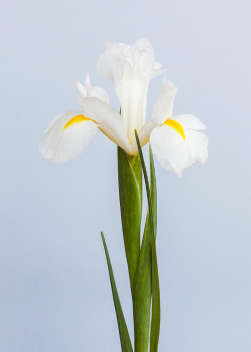 blumedeko-trendkollektion_crazyillusions_iris-weiss-tollwasblumenmachen.de-decohome