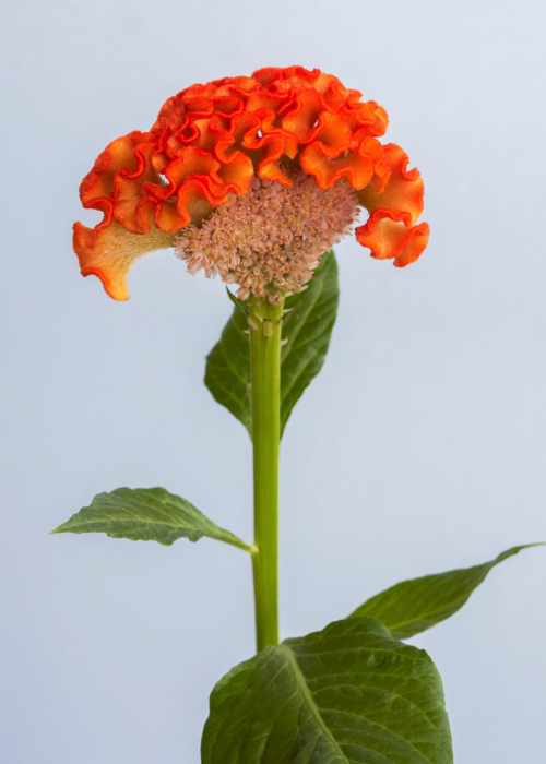 blumendeko-trendkollektion_crazyillusions_celosie-tollwasblumenmachen.de-decohome