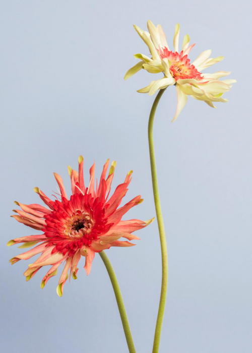 blumendeko-trendkollektion_crazyillusions_zweifarbige-gerbera-tollwasblumenmachen.de-decohome