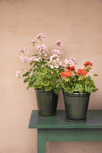 Geranien im Topf Landhaus Stil decohome.de