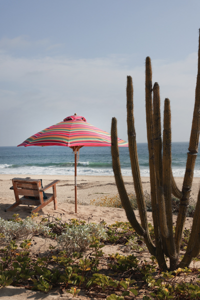 13 Perennials Far West