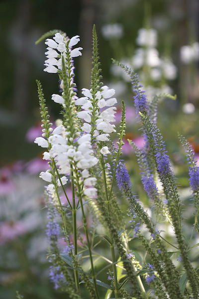 gartendesign garten 9 lfdesigns bild dejan popov decohome.de