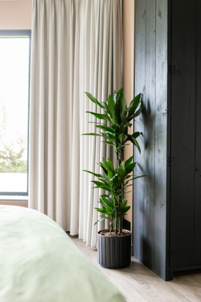 Air So Pure Zimmerpflanzen ForeverPlantsInterieur decohome.de