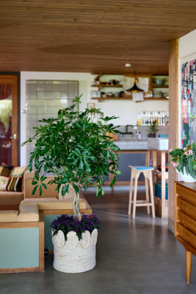 Strahlenaralien als imposante Zimmerpflanzen pflanzenfreude.de decohome