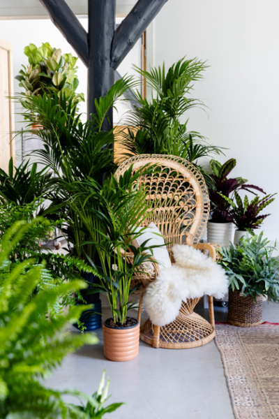 peacock rattan sessel Zimmerpflanzen air so pure decohome