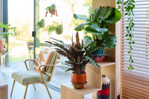 5 überraschende Vorteile von Zimmerpflanzen DECO HOME