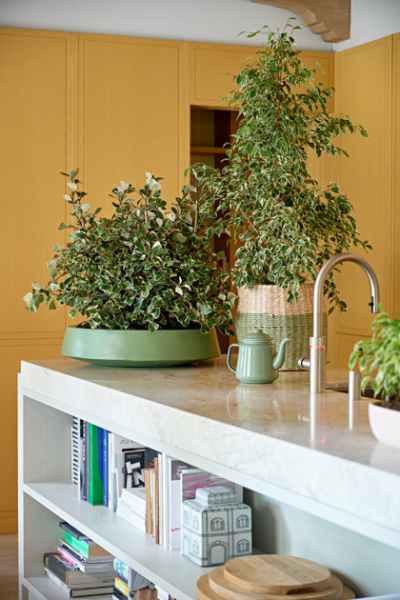 zimmerfplanzen kueche Ficus Triangularis und Ficus Benjamina Hochformat decohome.de