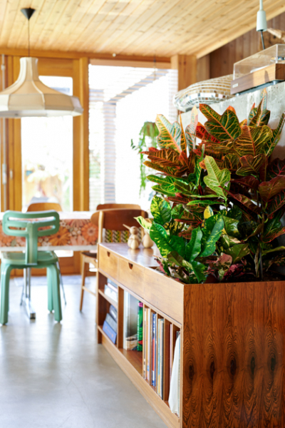 zimmerpflanzen Kroton im Retro Regal decohome.de