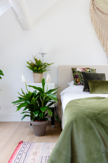 zimmerpflanzen Spathiphyllum einblatt air so pure decohome.de
