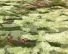 Mysterious Moss Planet Earth Collection © Tapis Rouge Teppich decohome.de
