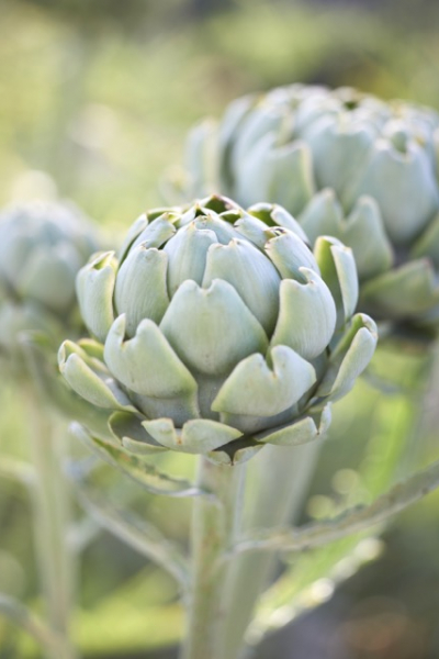 Artischocke (Cynara cardunculus) 'Cardy'