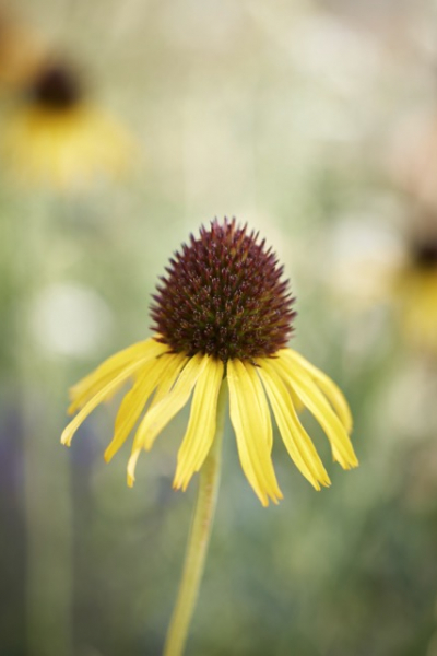 Gelber Scheinsonnenhut (Echinacea paradoxa)