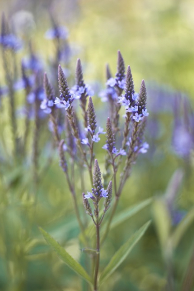 Lanzeneisenkraut (Verbena hastata)