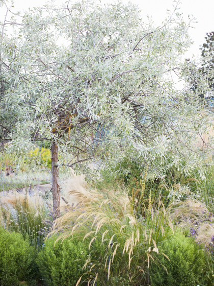 Staudengaertnerei Roedelsee S Rothe decohome.de