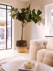Grosse Geigenfeige Pflanzenfreude giftige Zimmerpflanzen decohome.de
