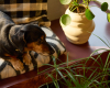 Hund neben Ufopflanzen Pflanzenfreude decohome.de