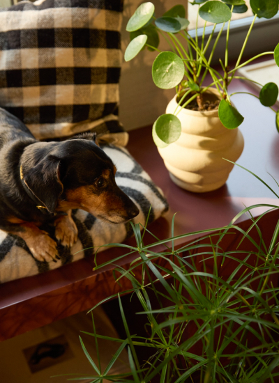 Hund neben Ufopflanzen Pflanzenfreude decohome.de