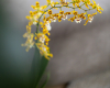 Schmetterlingsorchidee gelb Nederland Orchids giftige Zimmerpflanzen decohome.dejpg