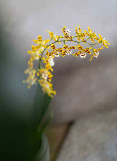 Schmetterlingsorchidee gelb Nederland Orchids giftige Zimmerpflanzen decohome.dejpg